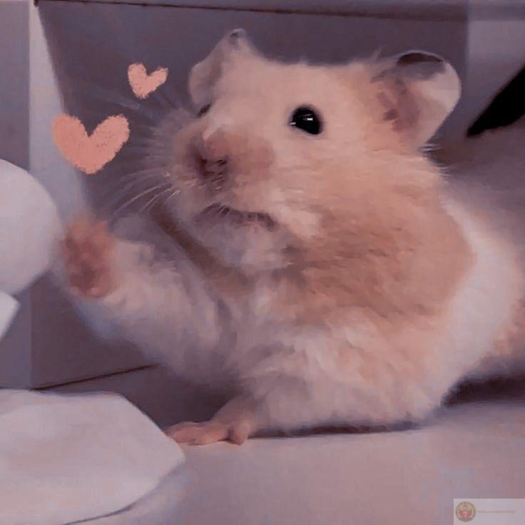 Một loạt ảnh đáng yêu từ hamster luôn tạo được sự chú ý lớn