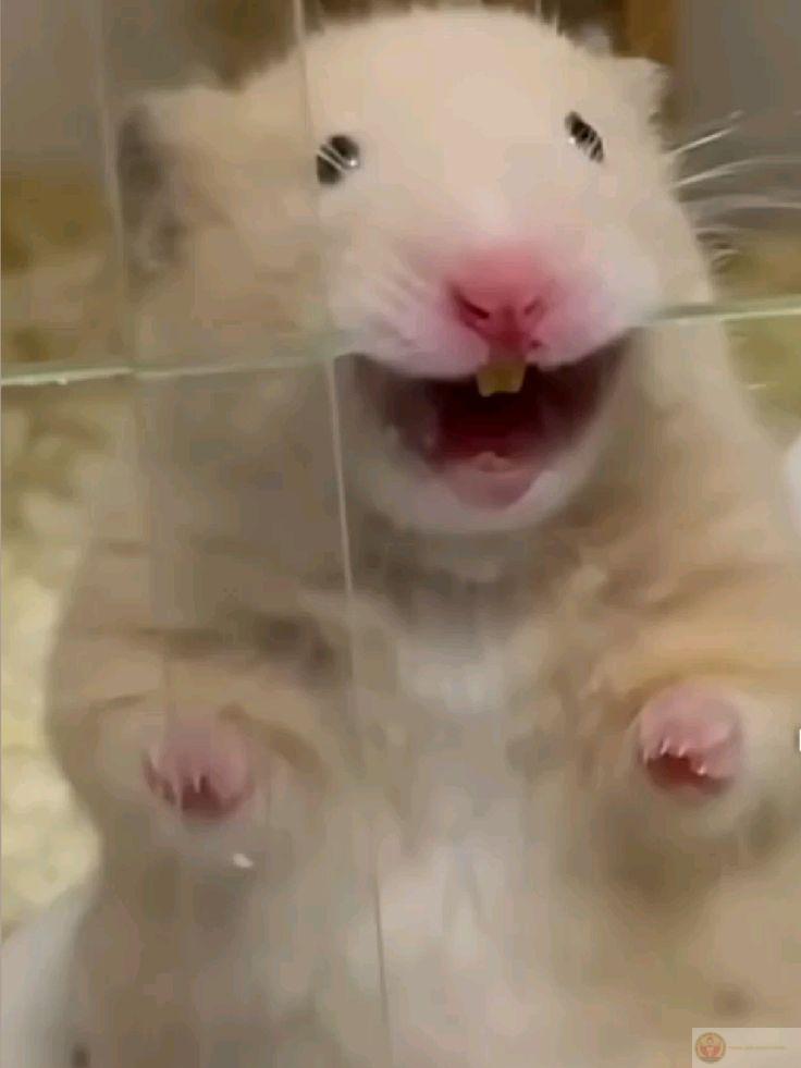 Một chú hamster cute tạo nên sự sôi động trong nhiều đoạn trò chuyện