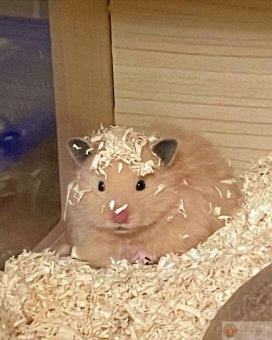 Một chú chuột nhỏ xíu lại trở thành nhân vật hot trong ảnh chế