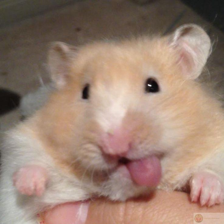 Một bức ảnh hamster meme đơn giản nhưng có thể viral cực mạnh