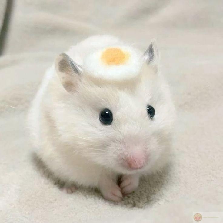 Một bức ảnh đáng yêu cũng đủ để tạo nên một trào lưu chế mới