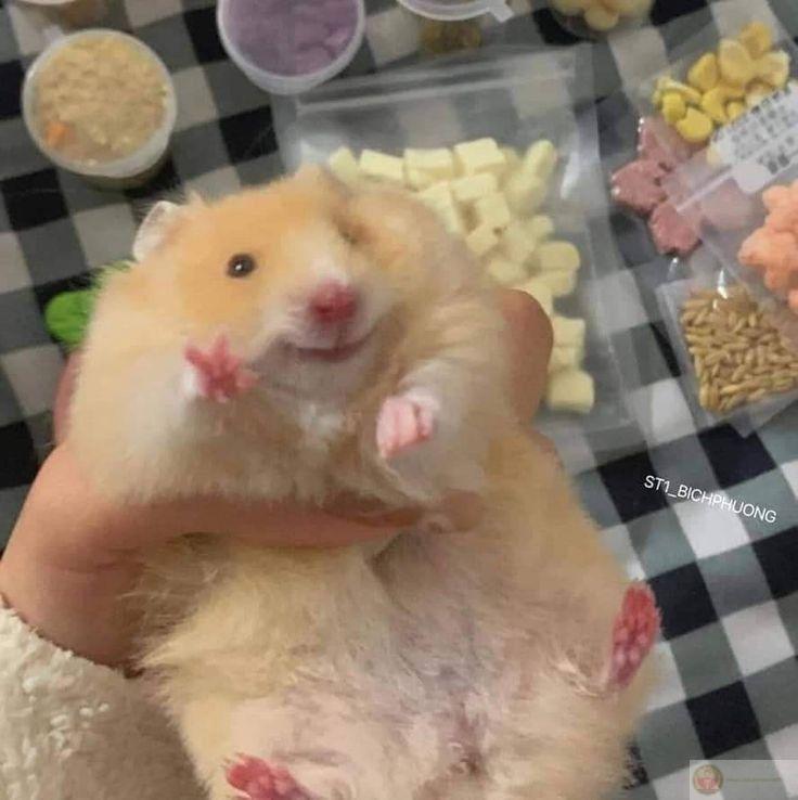 Một bức ảnh chuột nhỏ đáng yêu đủ để tạo trend trên internet