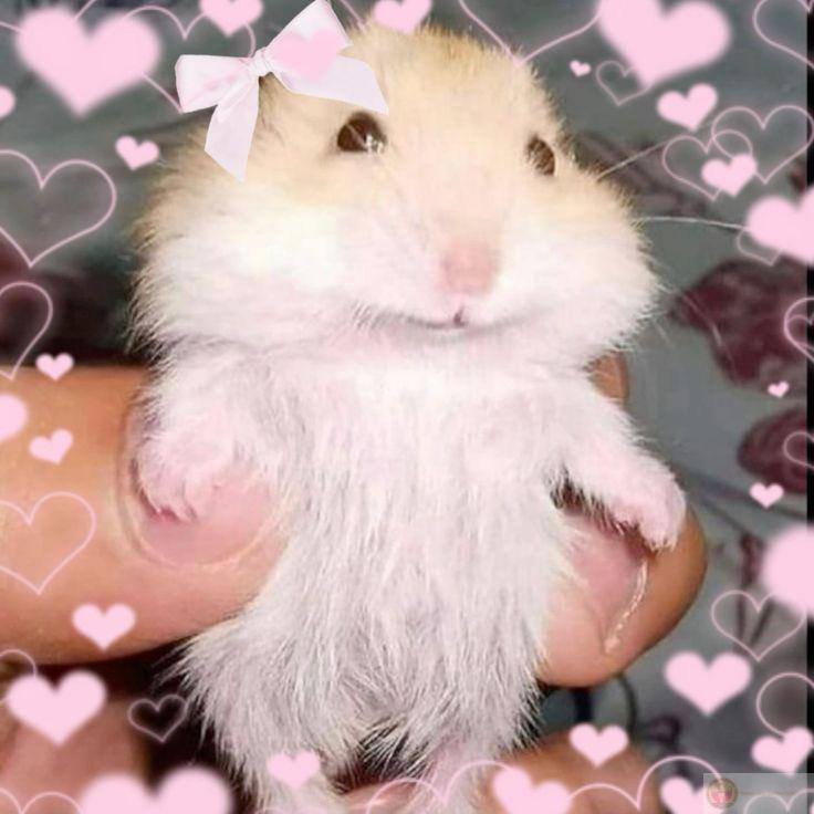 Một bộ sưu tập hình hài hước này luôn khiến người xem yêu thích