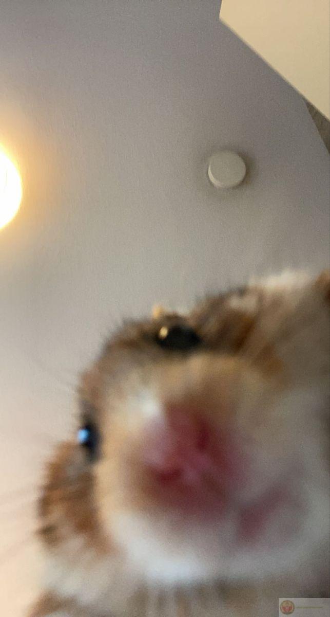 Một bộ sưu tập hamster đáng yêu luôn khiến group chat thêm nhộn nhịp