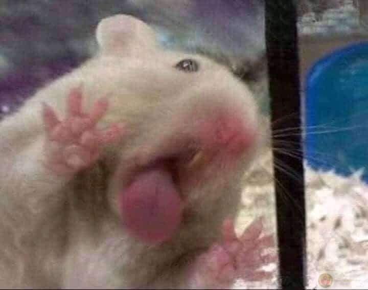 Một bộ sưu tập hài hước từ hamster giúp ngày dài thêm nhiều niềm vui