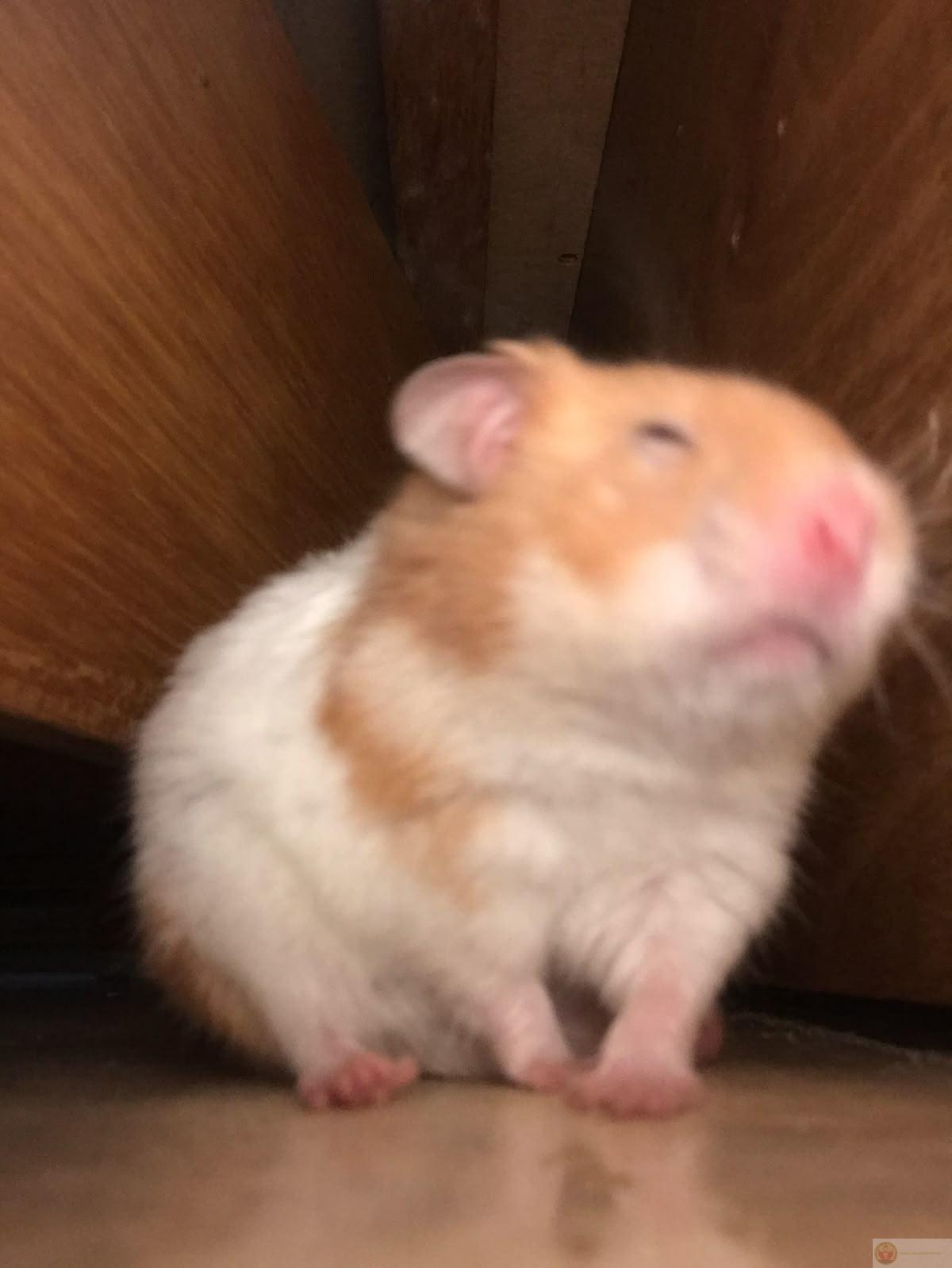 Một bộ ảnh hamster hài hước giúp group chat thêm phần thú vị hơn