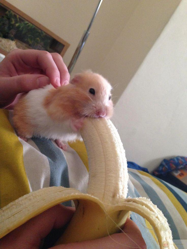 Một bộ ảnh đáng yêu từ hamster chắc chắn sẽ khiến fan thích mê