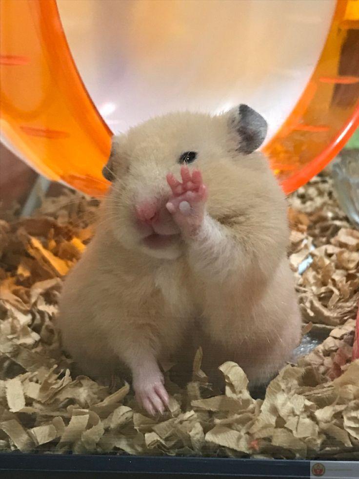 Một bộ ảnh đáng yêu từ chuột nhỏ luôn khiến cộng đồng mạng thích thú