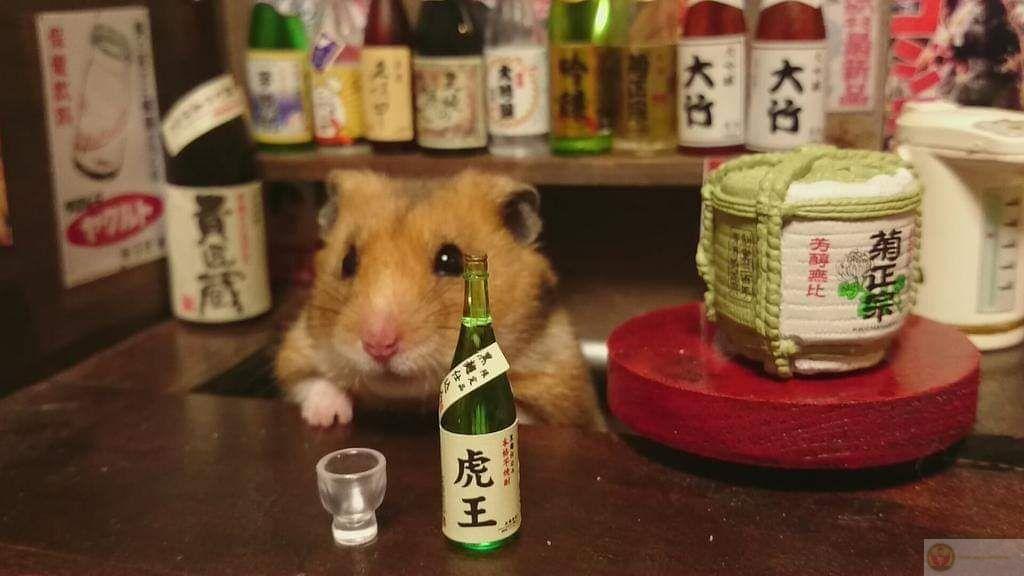 Một bộ ảnh chuột nhỏ cute luôn khiến cộng đồng mạng thích thú