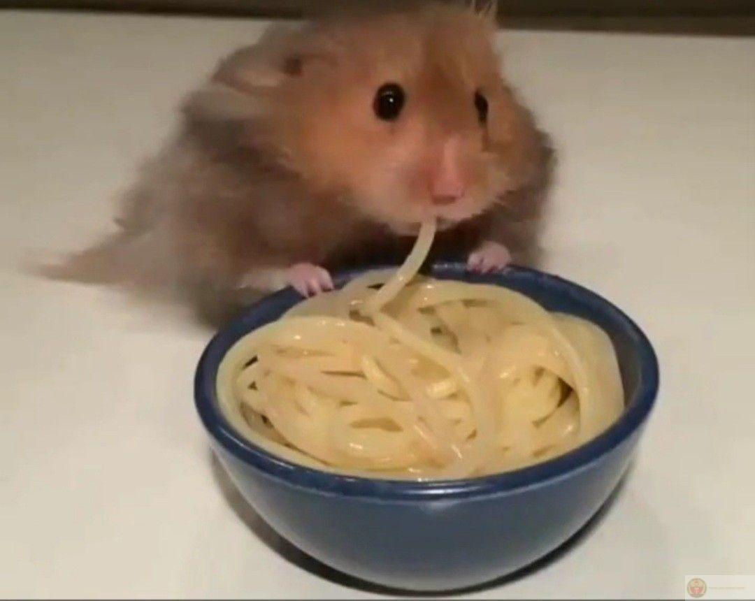 Khi biểu cảm ngơ ngác của chuột bé tạo thành ảnh chế kinh điển