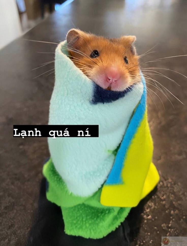 Hình ảnh thú vị này đã trở thành gợi ý quen thuộc trong ảnh chế