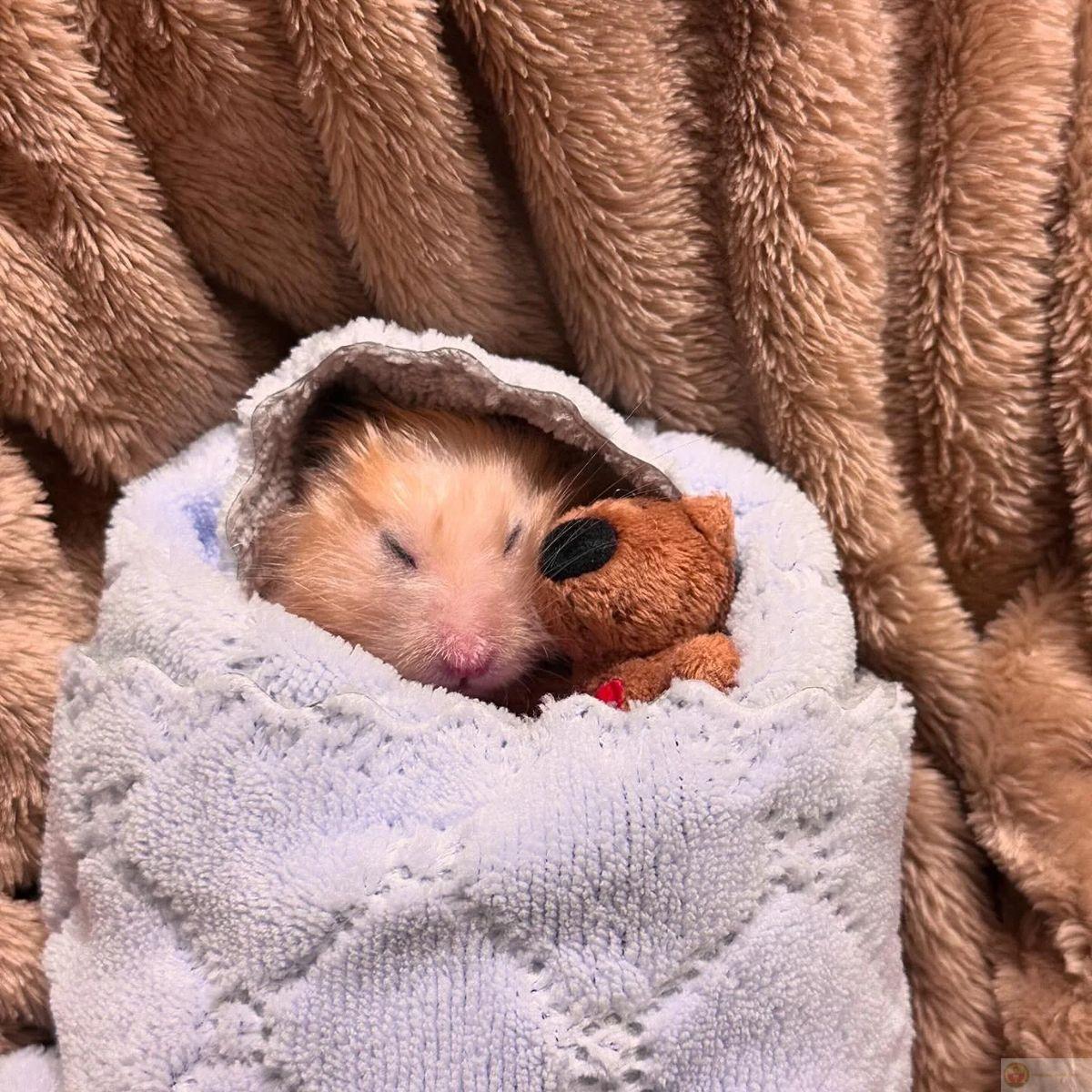 Hình ảnh hamster cute luôn khiến group chat thêm phần náo nhiệt