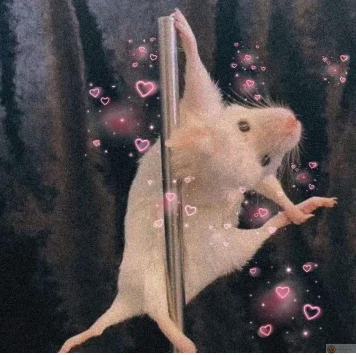 Hình ảnh hamster cute khiến cư dân mạng cười vui vẻ cả ngày dài