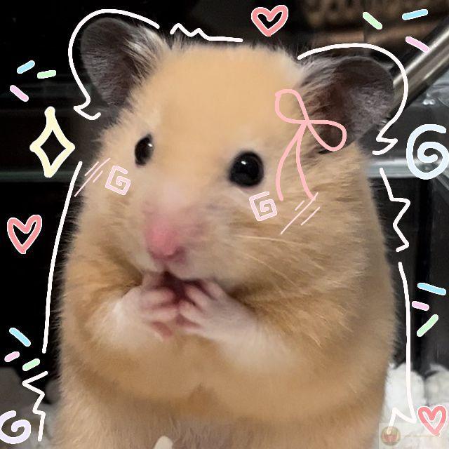 Hình ảnh hamster cute đã trở thành gợi ý quen thuộc khi muốn troll bạn
