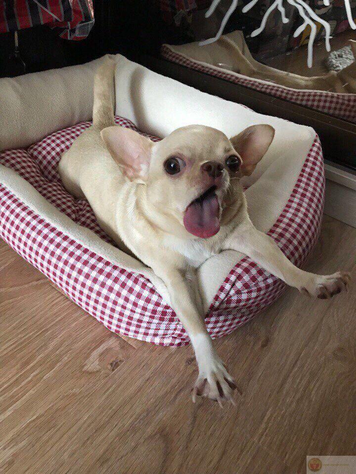 Chạy quanh nhà như được tài trợ bởi cà phê