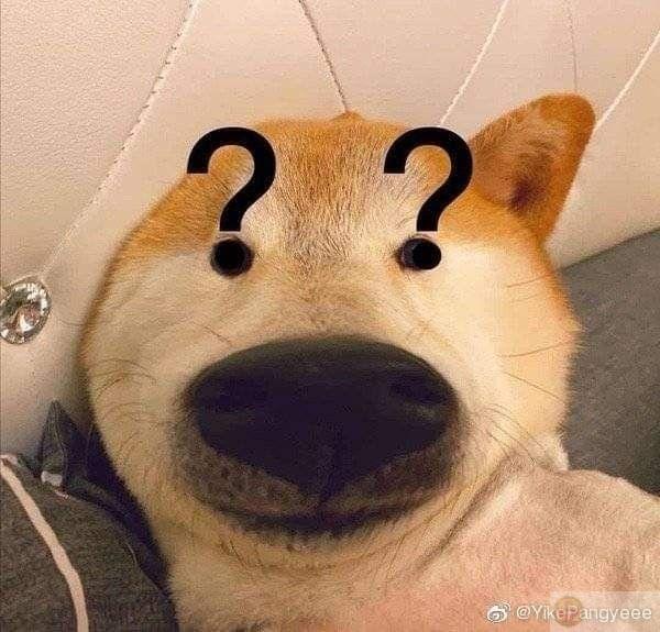 Cãi lộn với mèo thua nên ngồi khóc