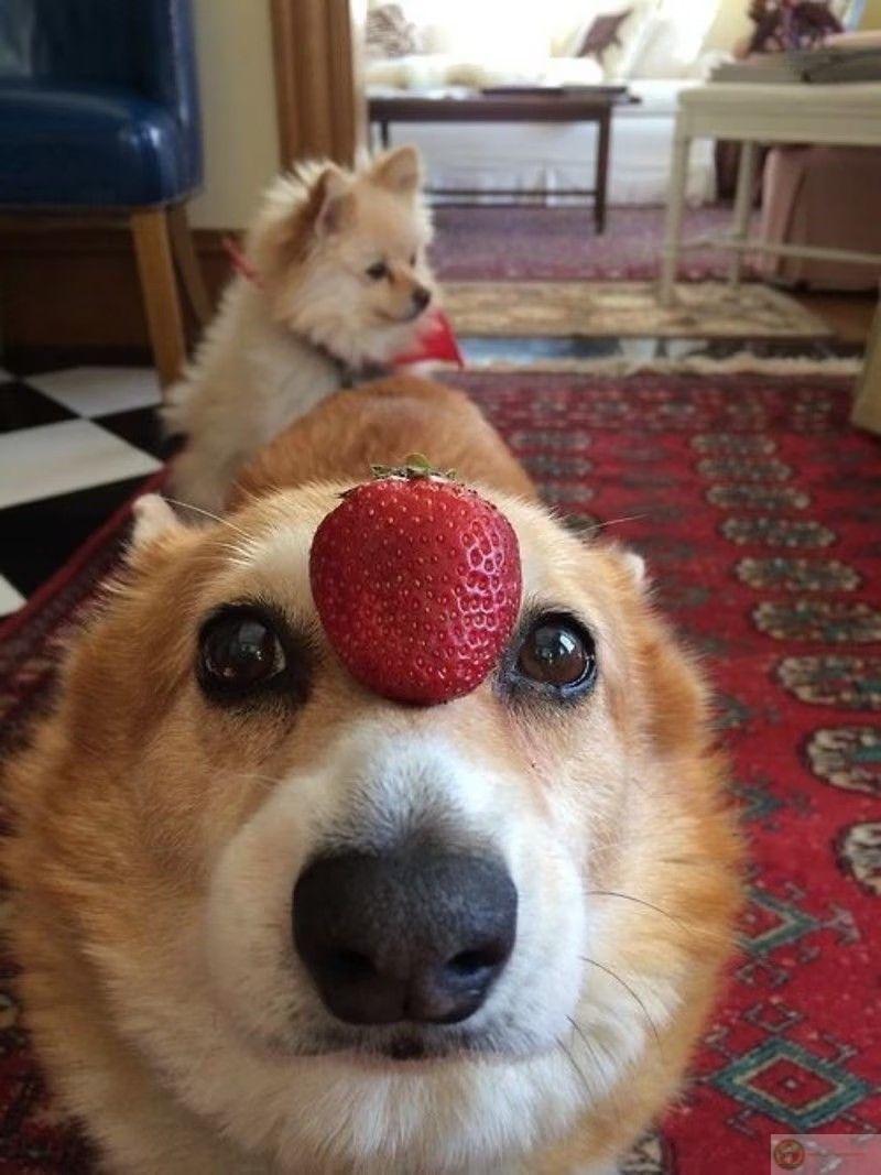 Cắn đồ là đam mê, không phải lỗi lầm