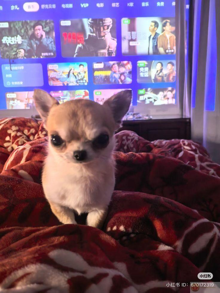 Chó nhà người ta biết làm trò, còn nó...