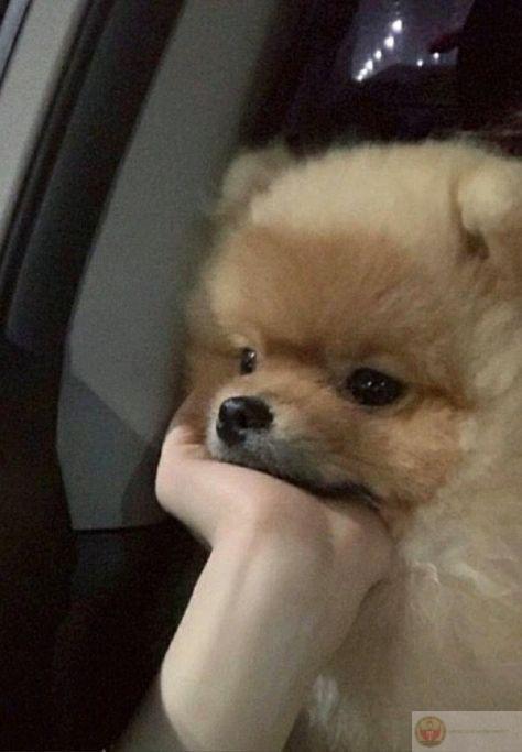 Cái dáng nằm lăn lóc đó khiến tim yếu mềm