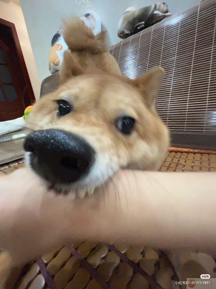 Bộ lông này là di sản, không ai được chạm