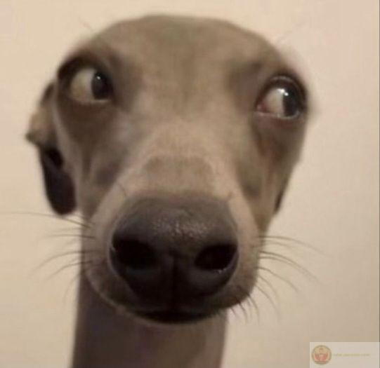 Nhìn xa cứ tưởng triết gia chó