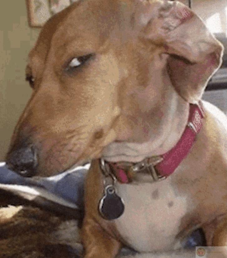 Meme chó ôm đầu