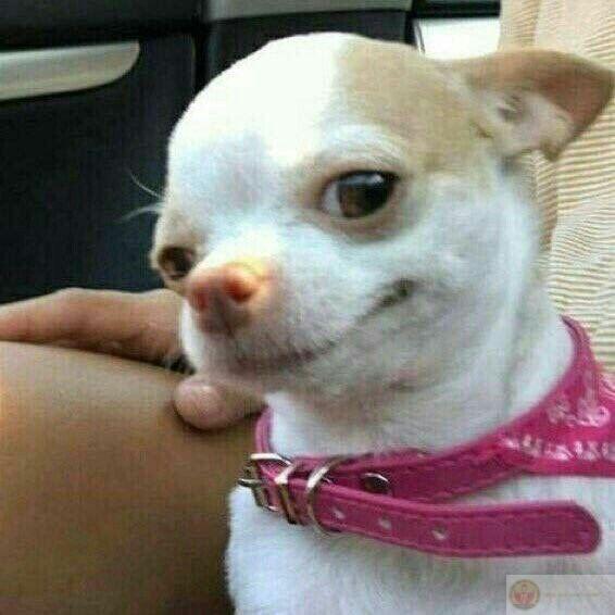 Meme ảnh chó hài