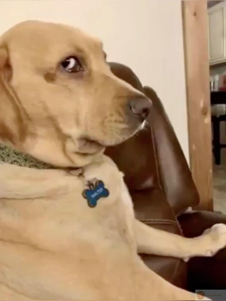 Không học bài vẫn nằm cười tỉnh bơ