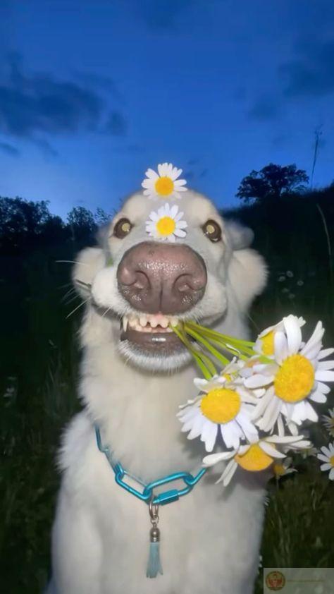 Giận một cái là quên cả tên mình