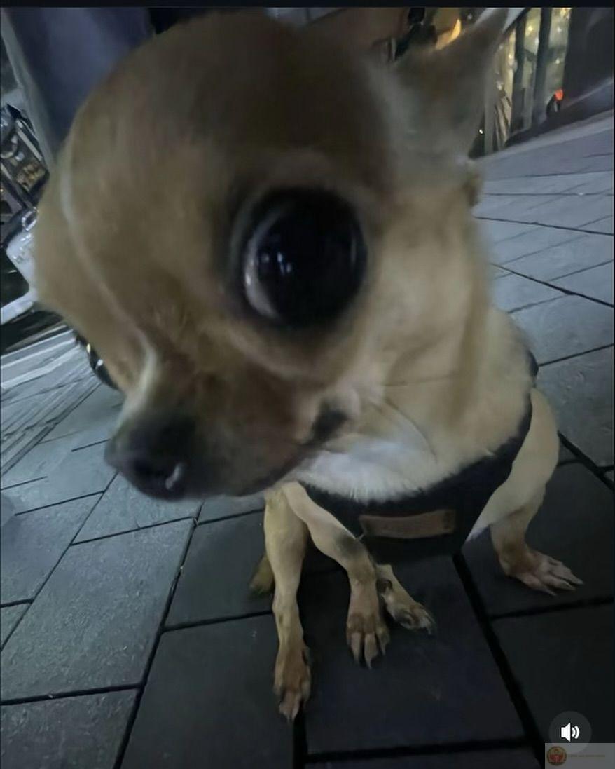 Chủ kêu "ngoan", tự nhiên thấy lạ