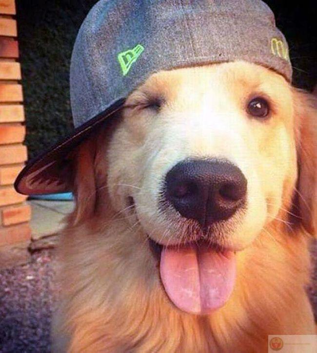 Chủ đi làm, mình ở nhà làm sếp