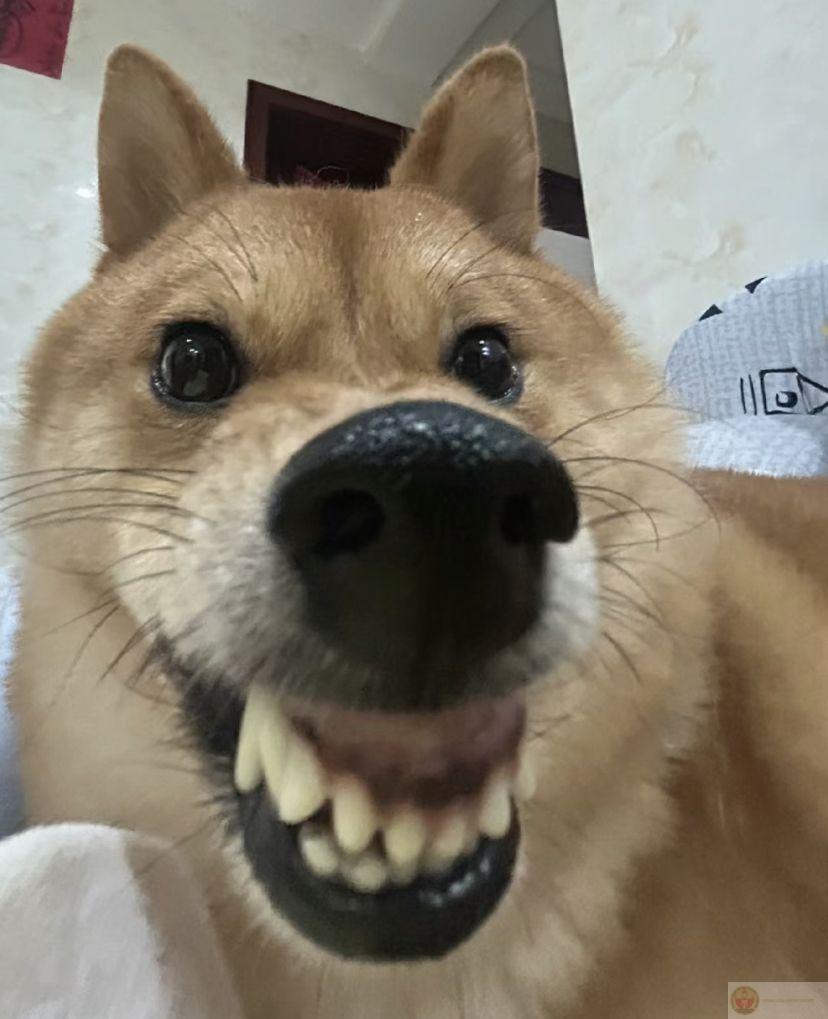 Chó meme