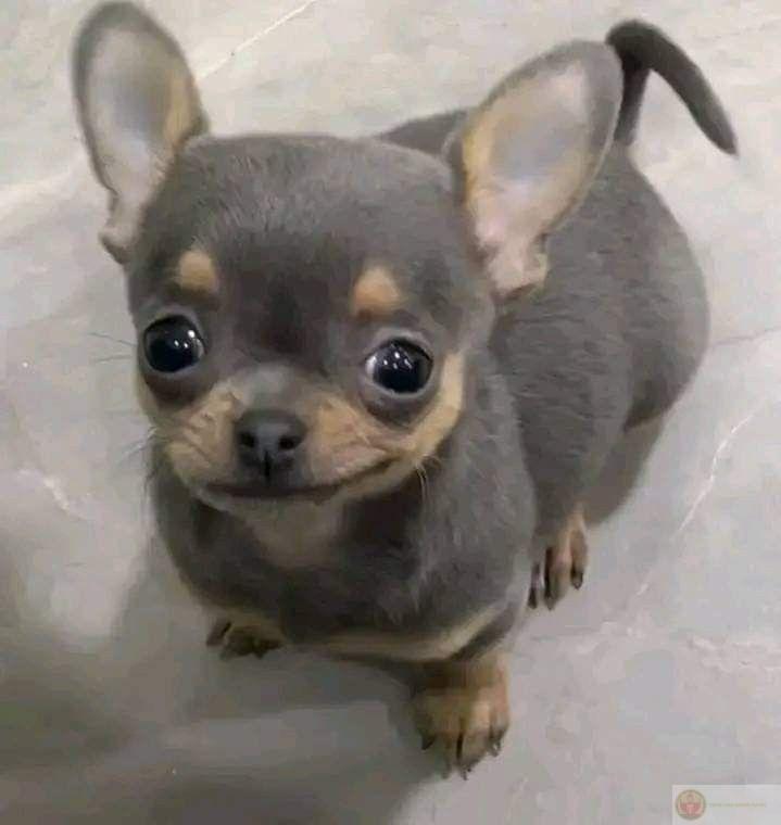 Chó đẹp trai cũng phải biết mộng mơ