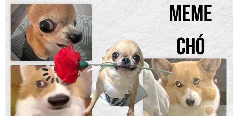 Meme chó thumb