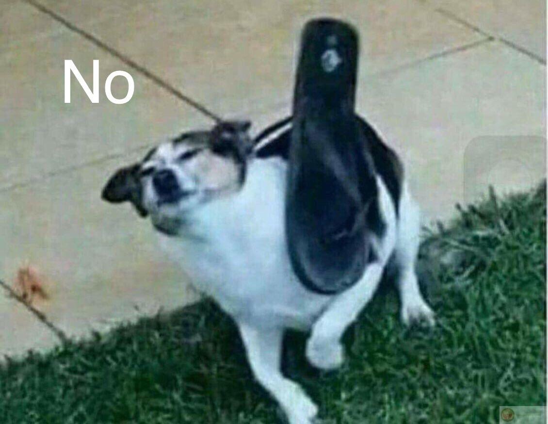 Chó cũng biết ghen khi chủ ôm mèo khác