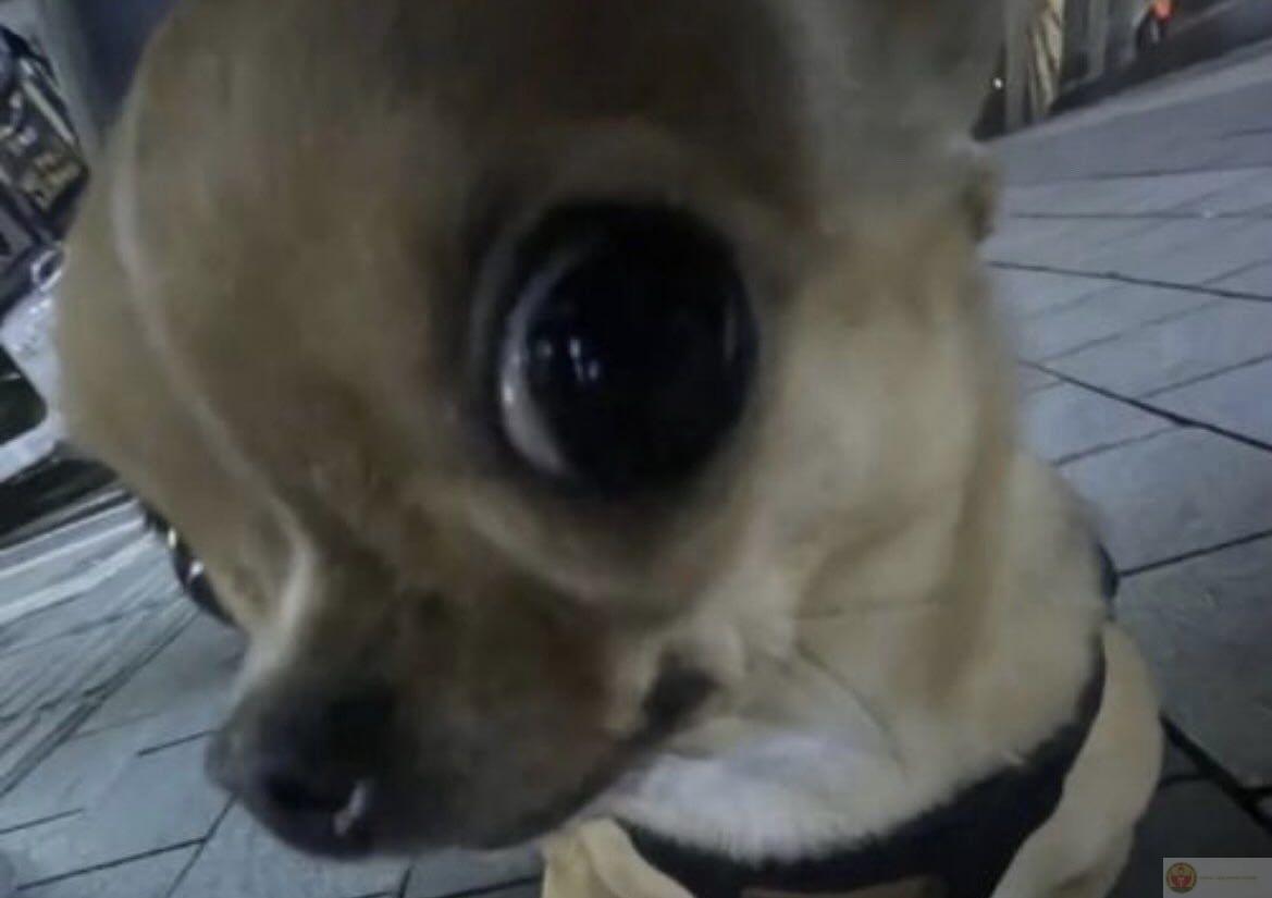 Thấy cây chổi là tưởng được cưỡi thần thú