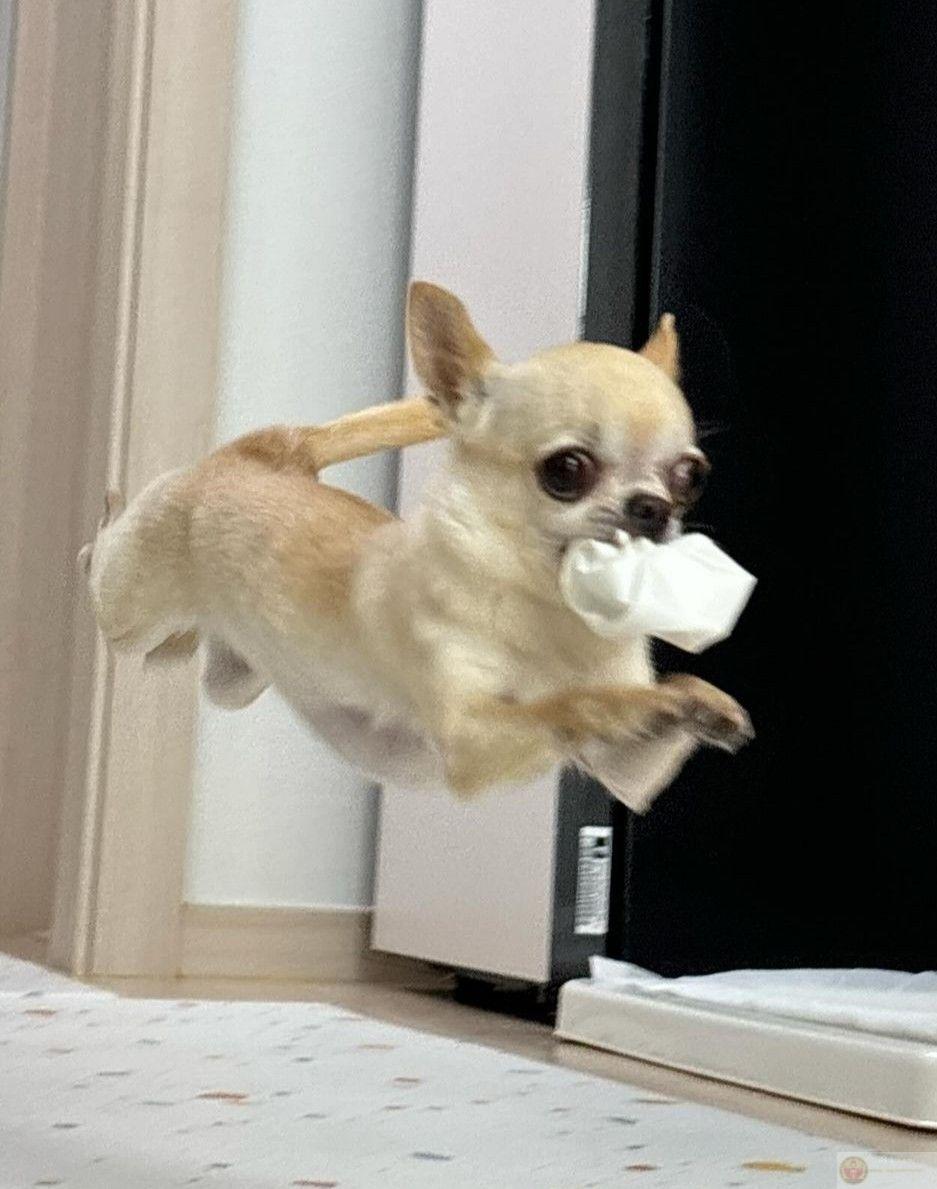 Thấy đồ ăn là xếp hàng nghiêm chỉnh luôn