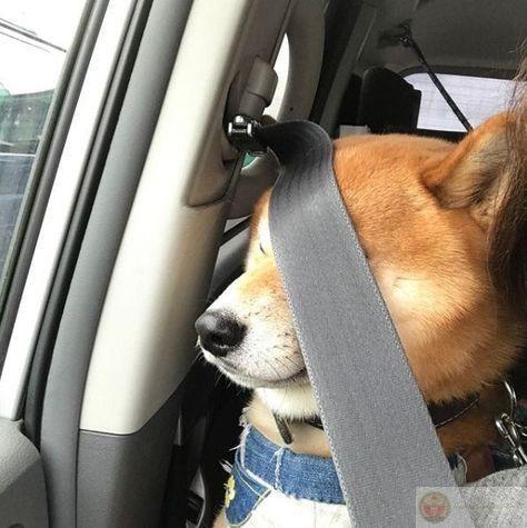 Thấy túi đồ ăn là gắn định vị toàn thân