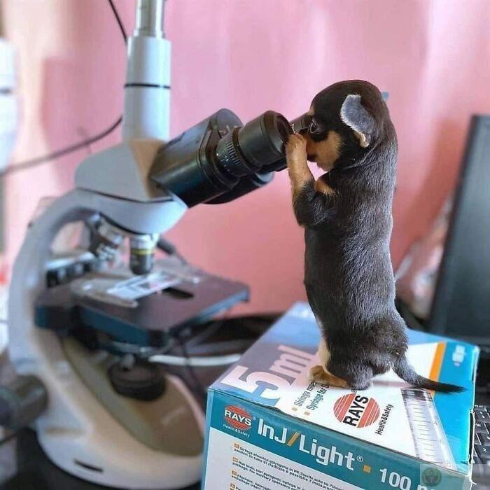 Chó có thể buồn, nhưng vẫn biết sống ảo