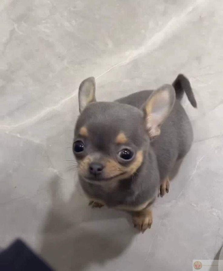 Tưởng được ăn ngon, ai ngờ đi tiêm