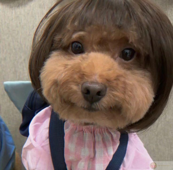 Ai dạy con cười như đang xỉa đểu vậy