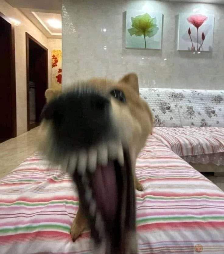 Ăn xong nằm phè, nhìn như chủ tịch hội chó