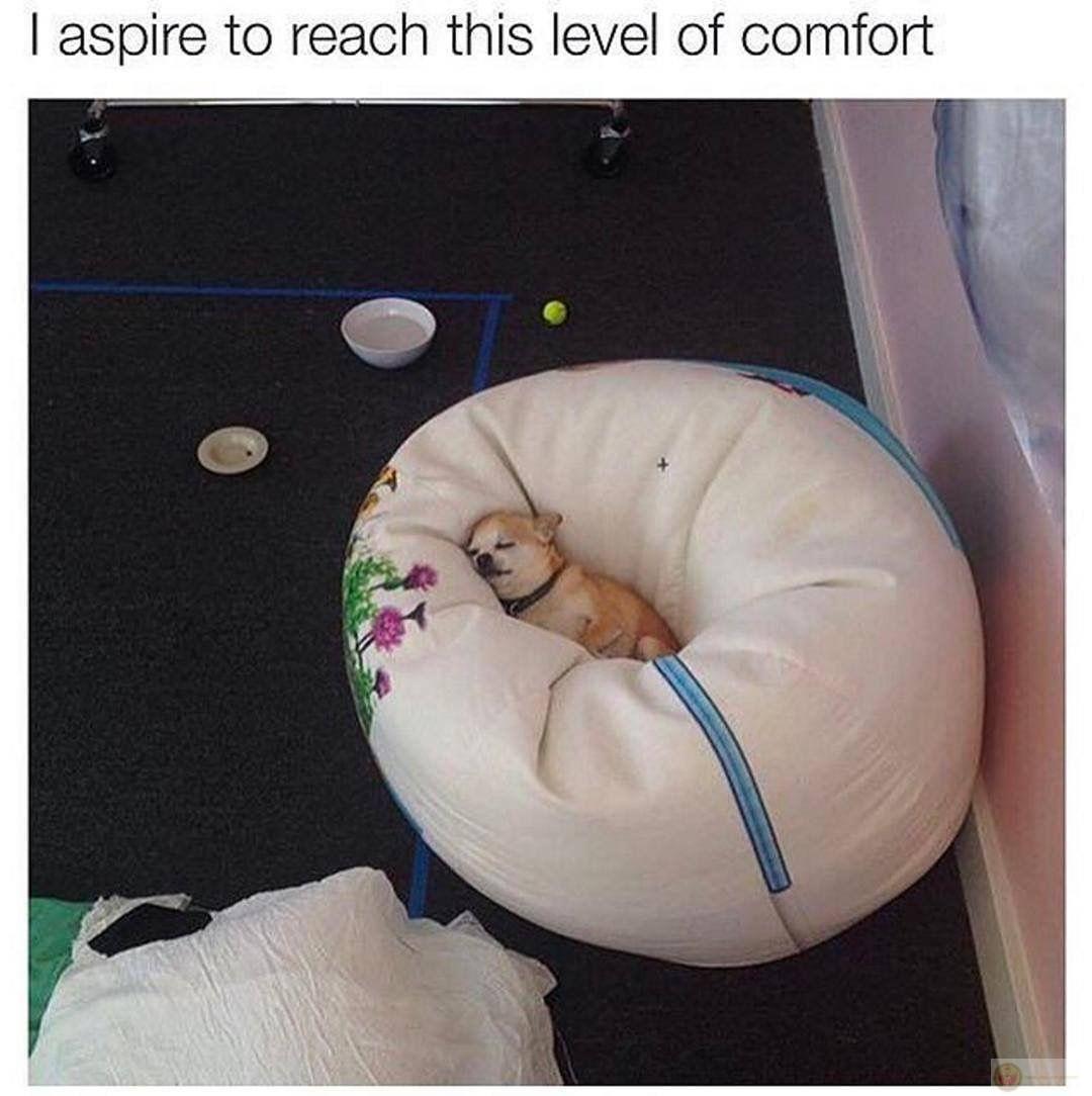 Tạo dáng xịn hơn cả người mẫu hệ 4 chân