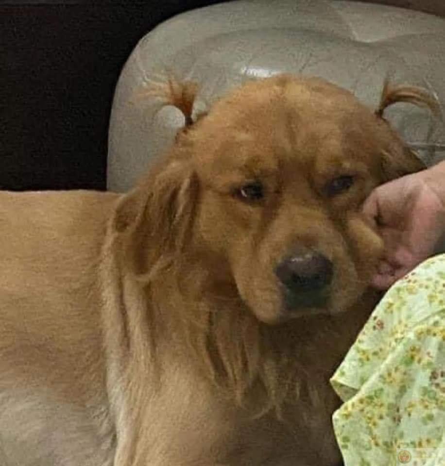 Tạo dáng nghiêm chỉnh nhưng mồm vẫn đang ngậm giày