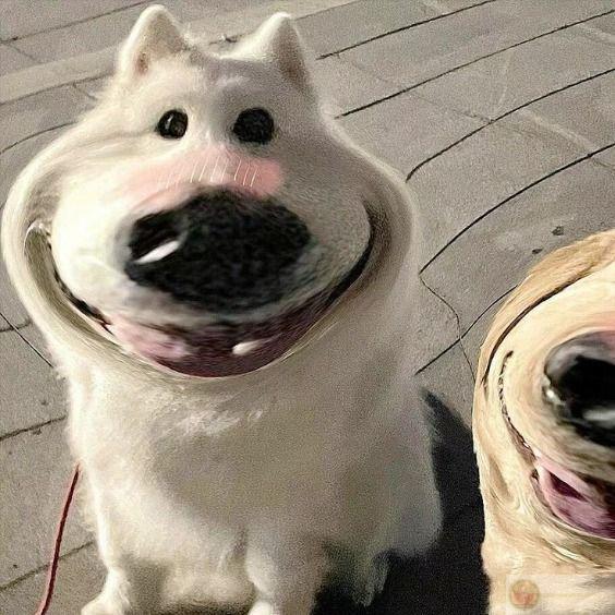 Tao gầm gừ vậy thôi chứ hiền lắm