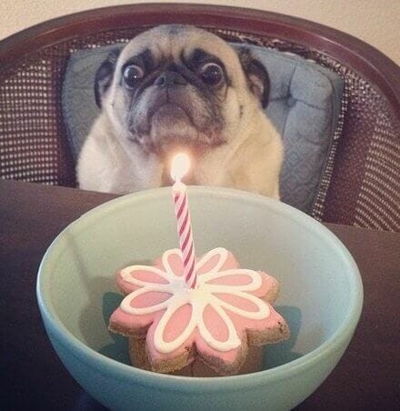 chú chó vui vẻ với mũ sinh nhật và bánh kem