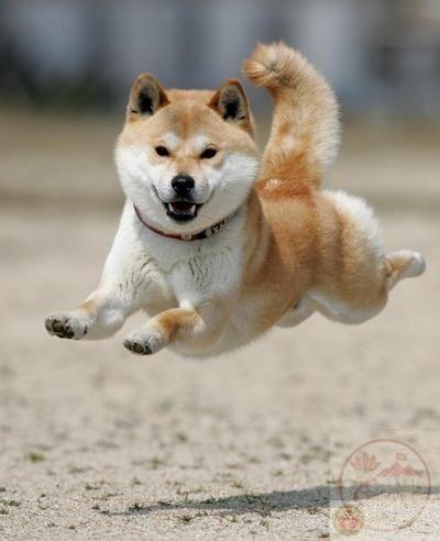 Discover 8 Shiba Inu and Japanese Dogs Ideas | happy dogs, buff shiba meme, dog in swing meme and more