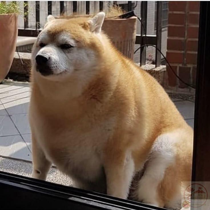 49 Shiba Inu ý tưởng | shiba inu, động vật, động vật dễ thương nhất