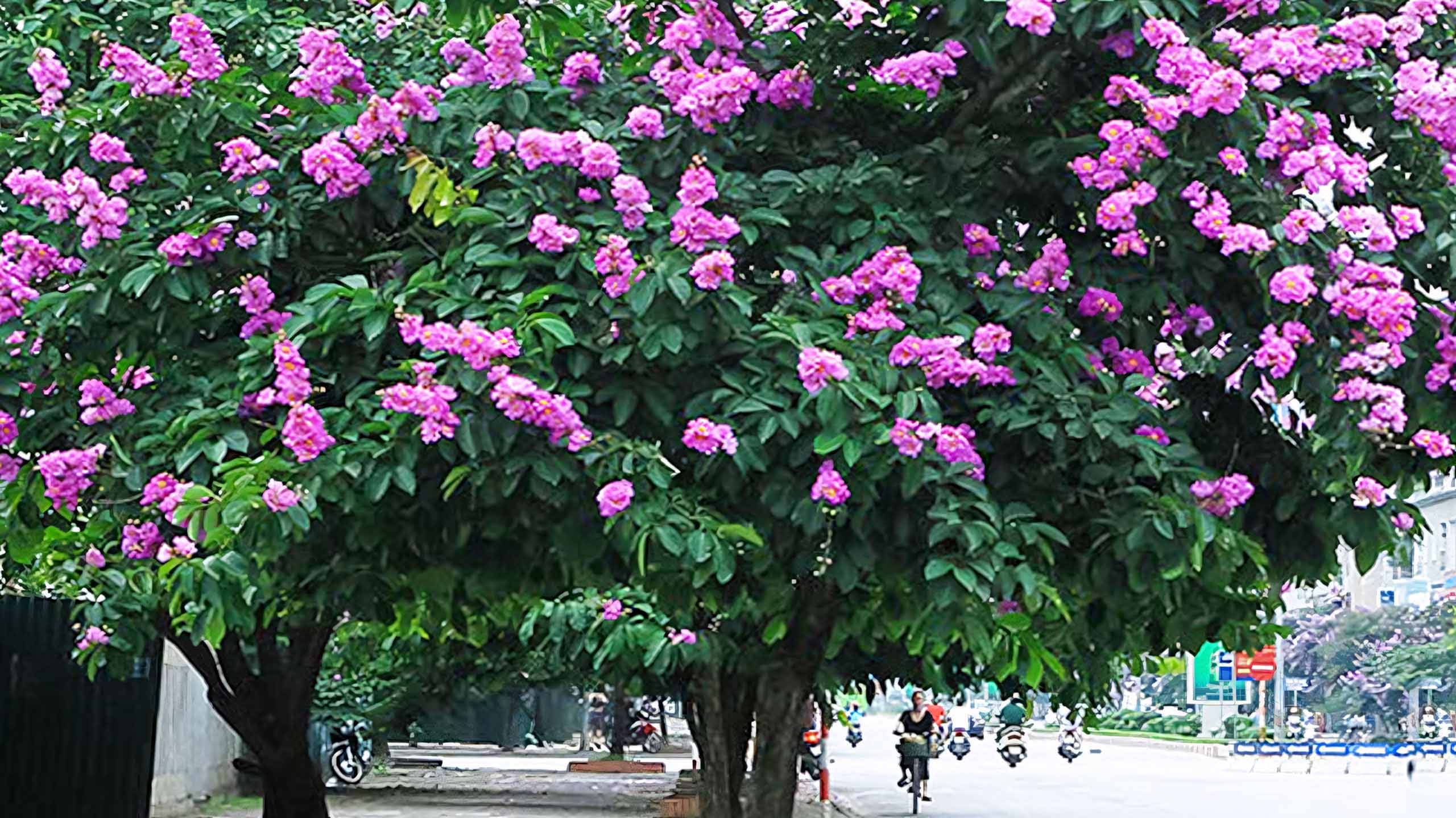 cay anh hoa bang lang buon 2560px 1440px 2k 12