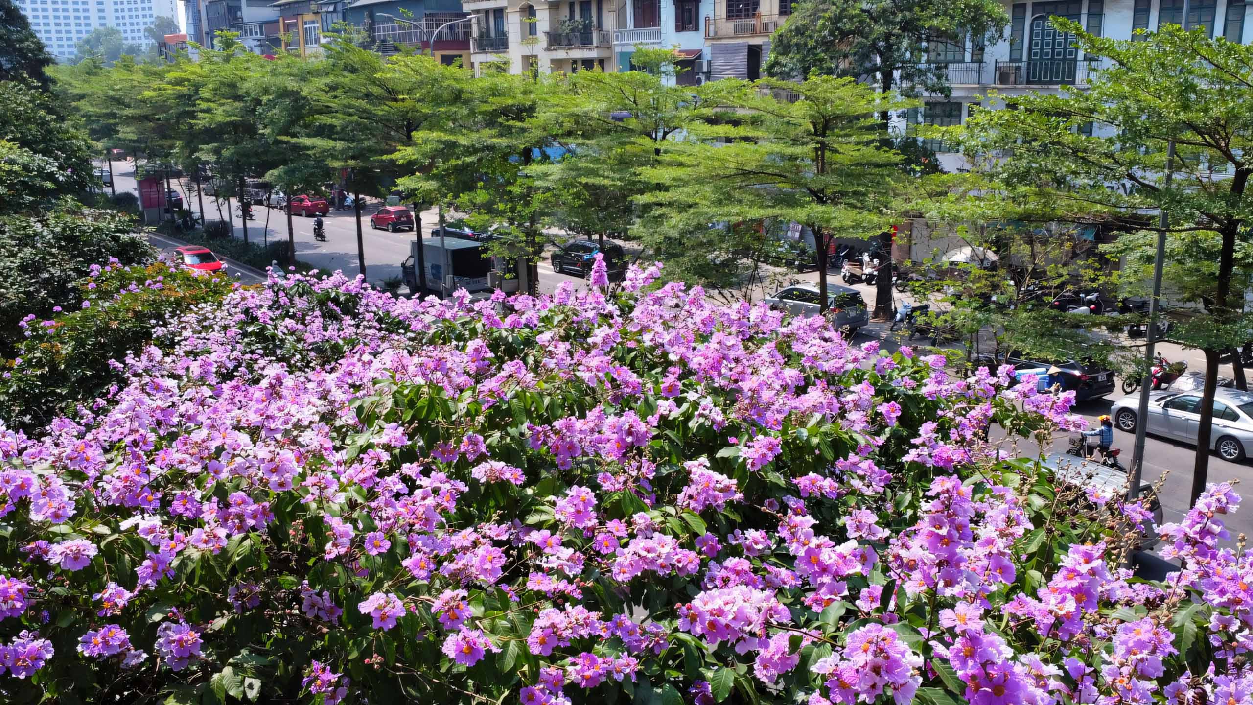 cay anh hoa bang lang buon 2560px 1440px 2k 2
